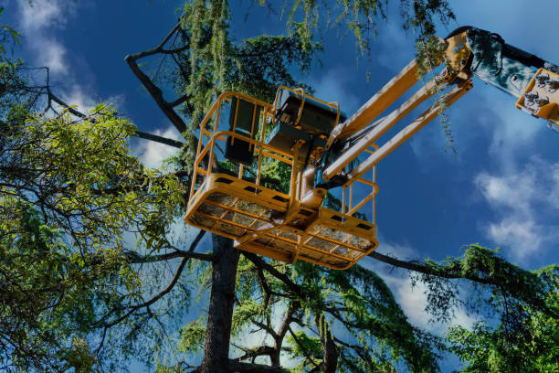 How Our Tree Care Process Works  in Forsyth, MT